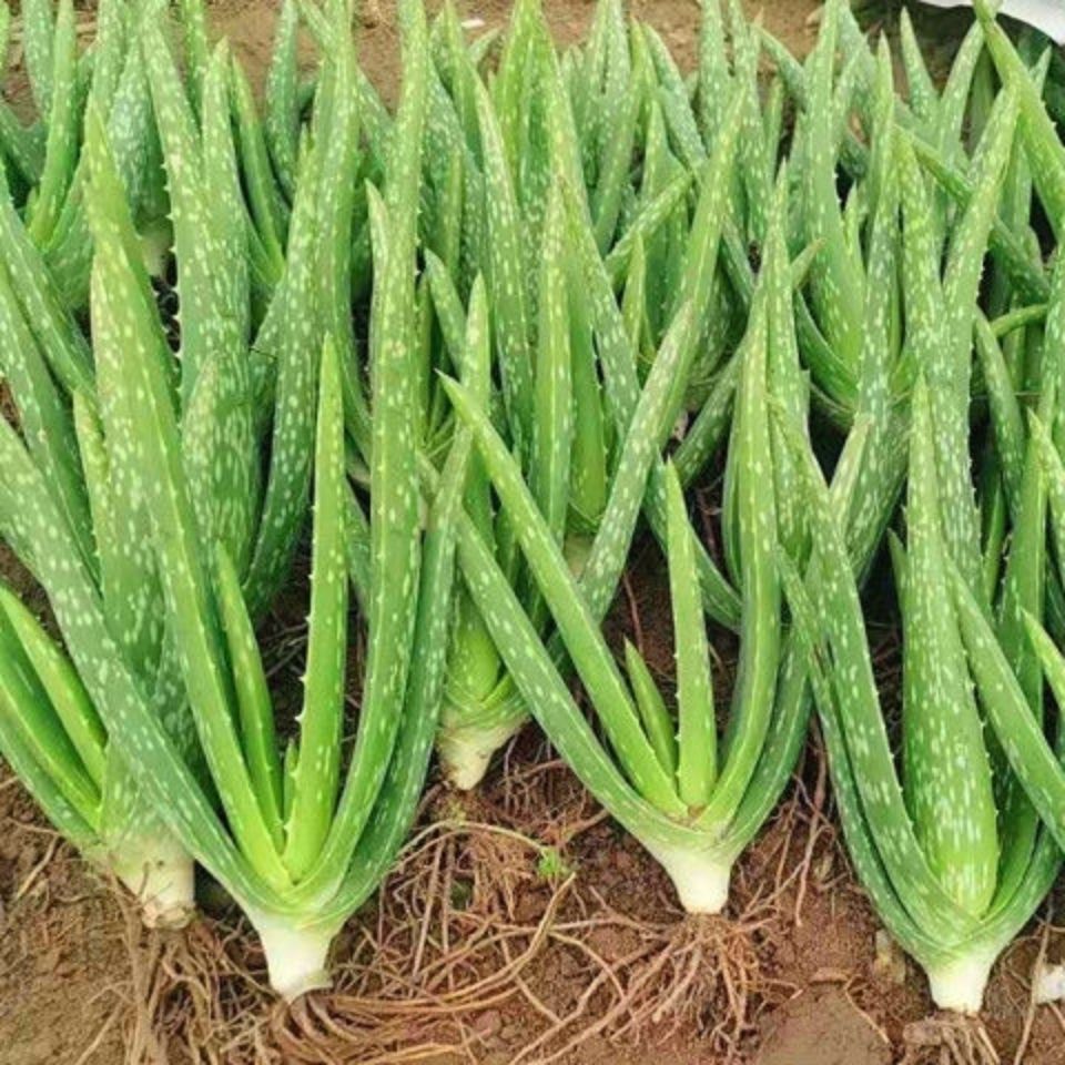 喜欢养花的人更养人,喜欢养花的能不能养猫