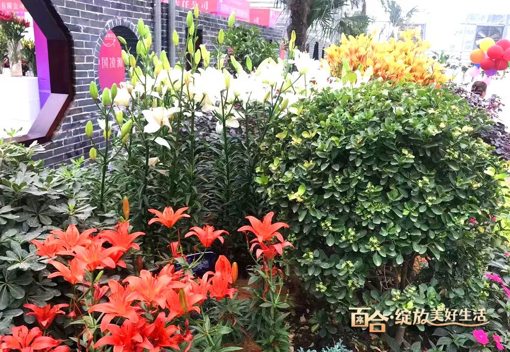 最美邂逅：百合博览园里美不胜收的名贵之花