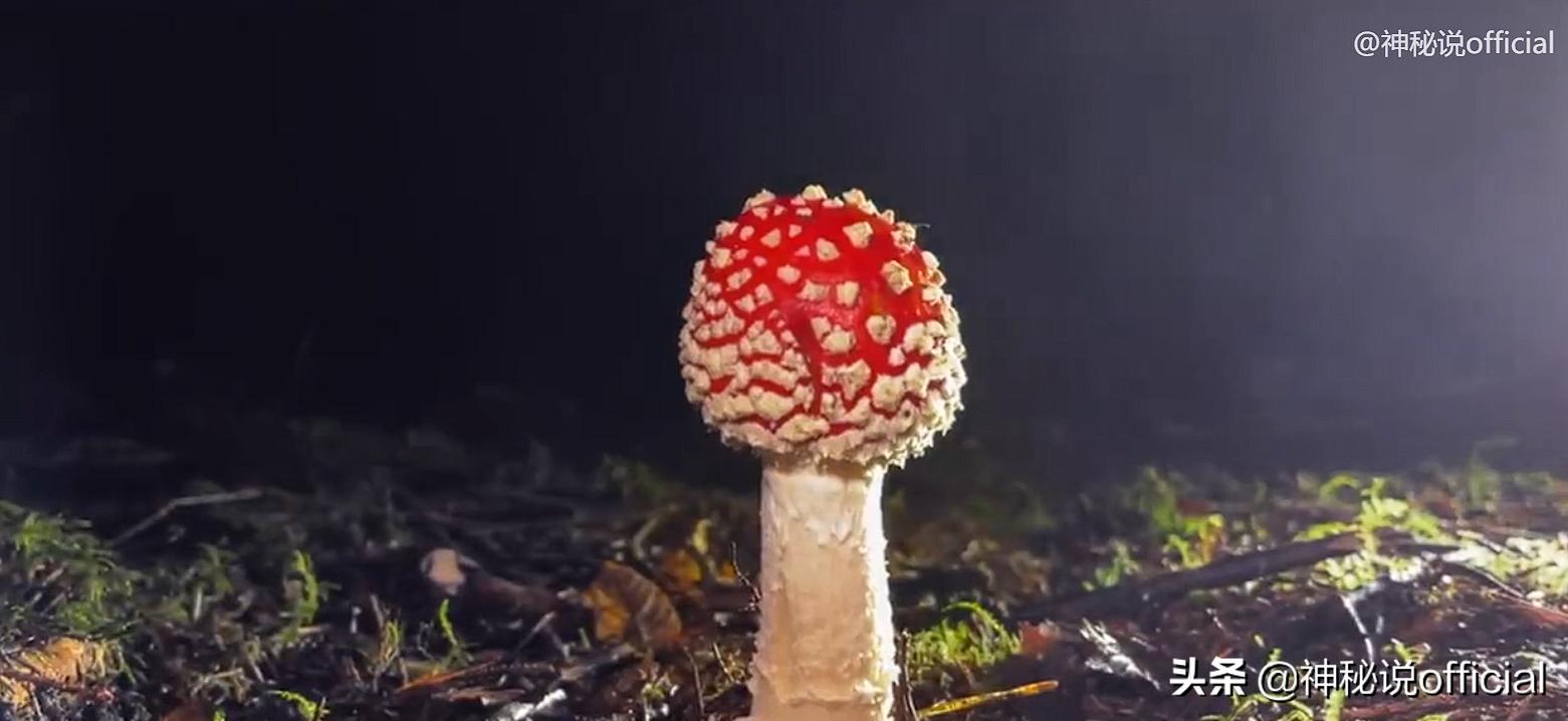 2021诡异童谣预言，红伞、躺板、埋山，一切是巧合还是早有预谋？