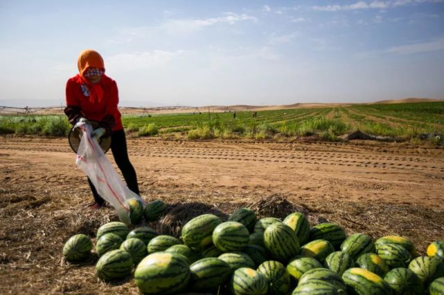 中国神奇胶水让沙漠变绿洲,中国科学家发明胶水沙子变土壤