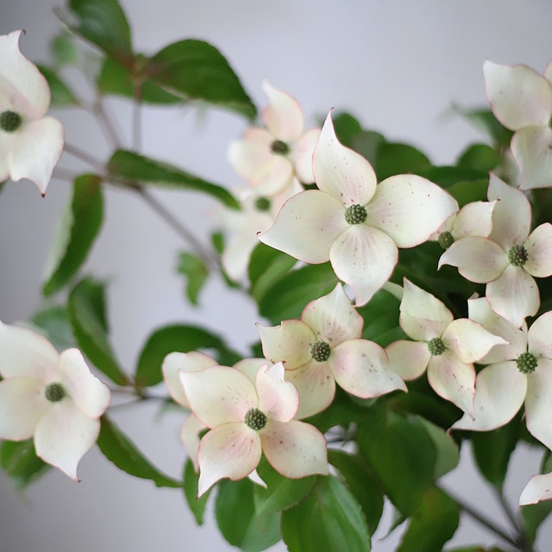 花艺教程花材打理知识,花艺教程常用花材及叶材有哪些