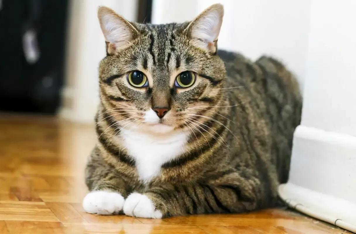 猫每天带你们认识不同品种的猫,猫咪品种知多少你都认识哪些猫