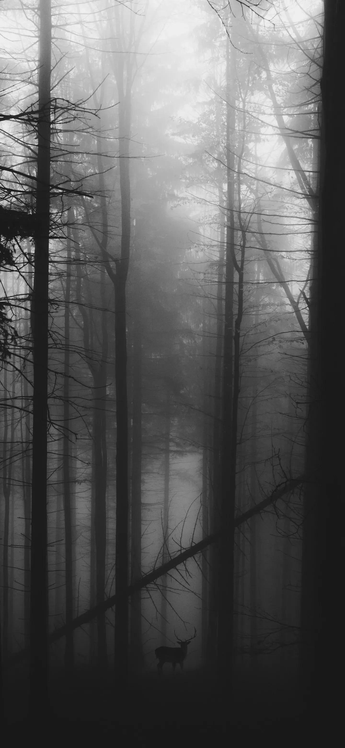 高清全面屏手机壁纸,米奇壁纸高清全面屏