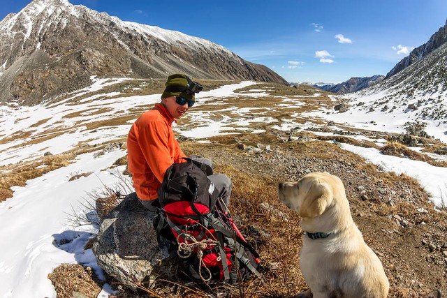 拉布拉多一窝幼犬选择标准,如何挑选拉布拉多狗详细讲解