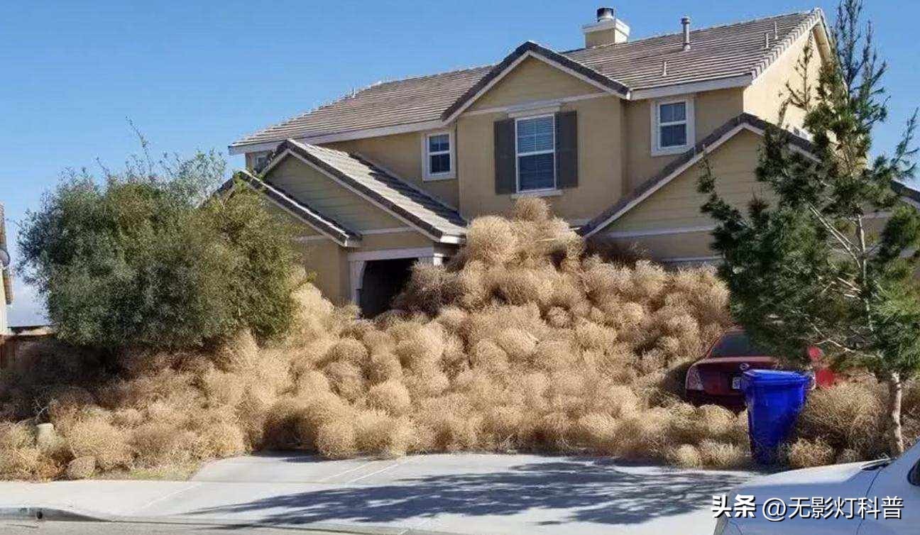 美国野生葛根泛滥,野葛根美国