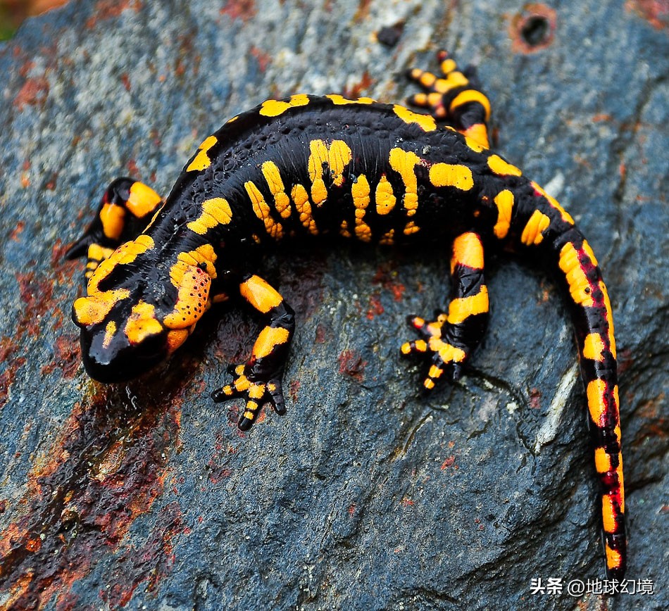 20张珍稀罕见动物照片,16张罕见的动物照