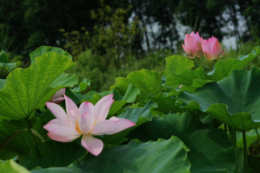 杨万里笔下的描写夏天的诗,杨万里写夏天的诗句