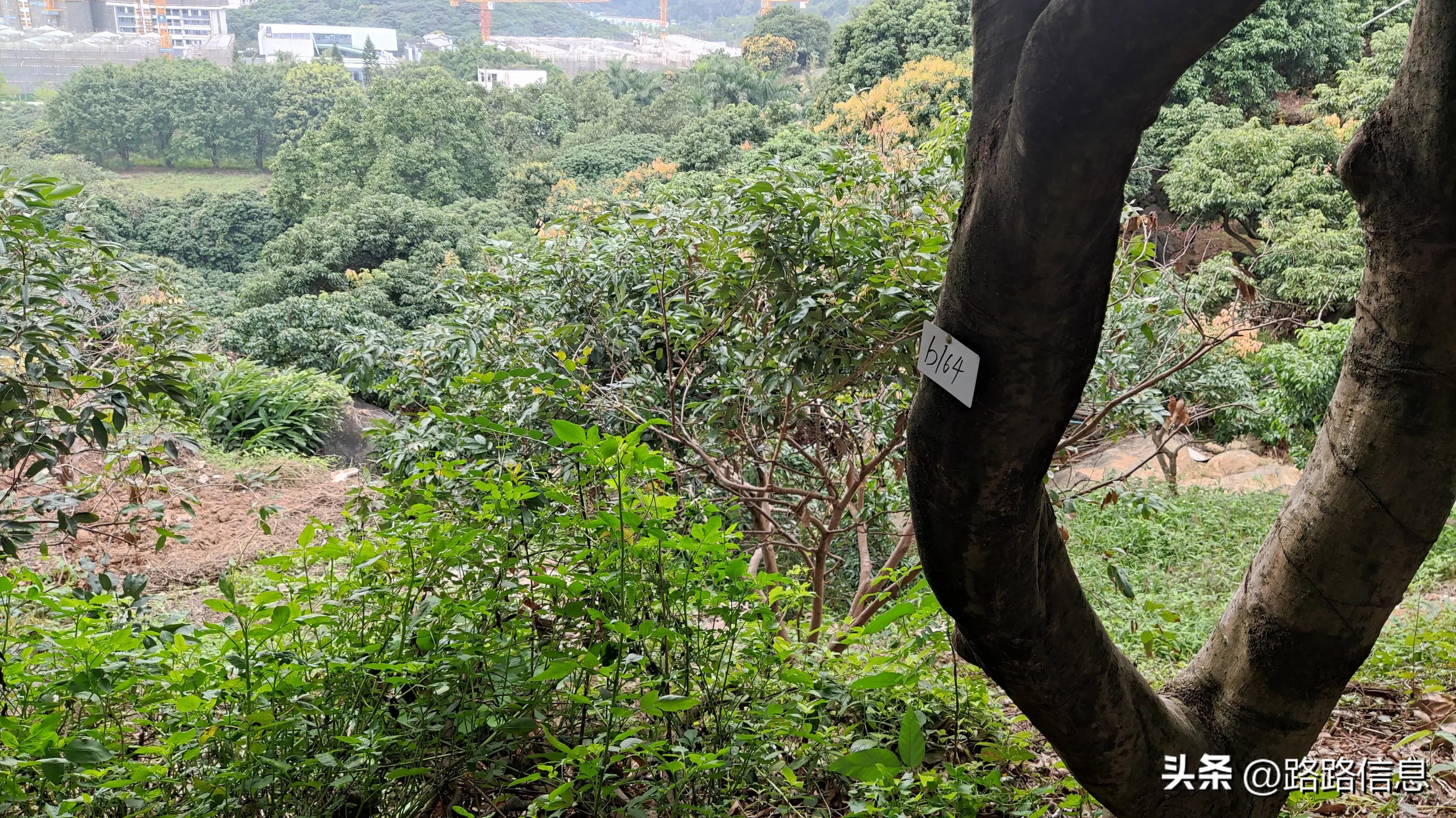 佛穗莞城际陈家林站,穗莞佛城轨陈家林站