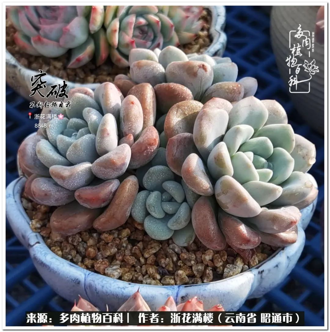 奔跑吧跑步,奔跑吧多肉盆栽