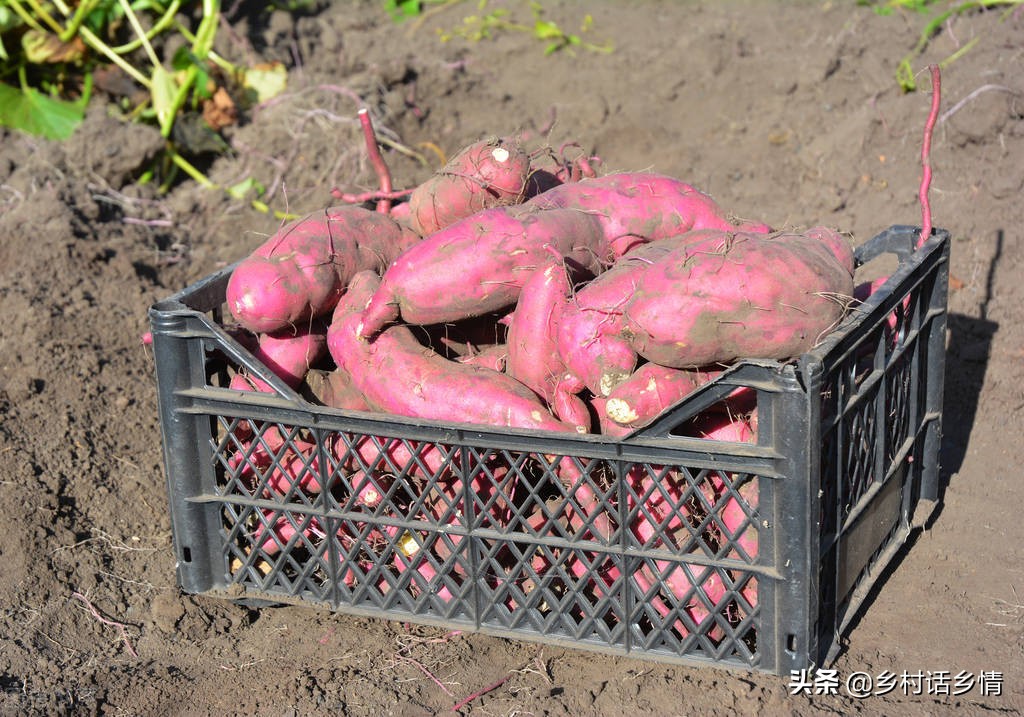 红薯的种植方法和步骤和口诀,各种红薯的种植时间和方法