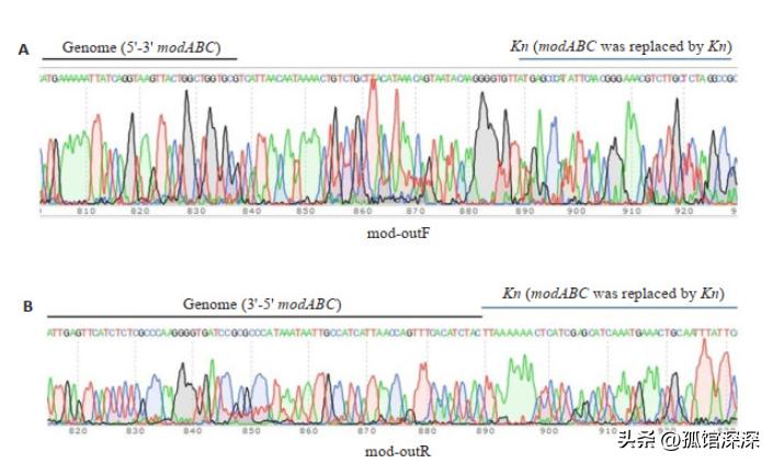 奇异性变形杆菌,奇异变形杆菌内源性感染