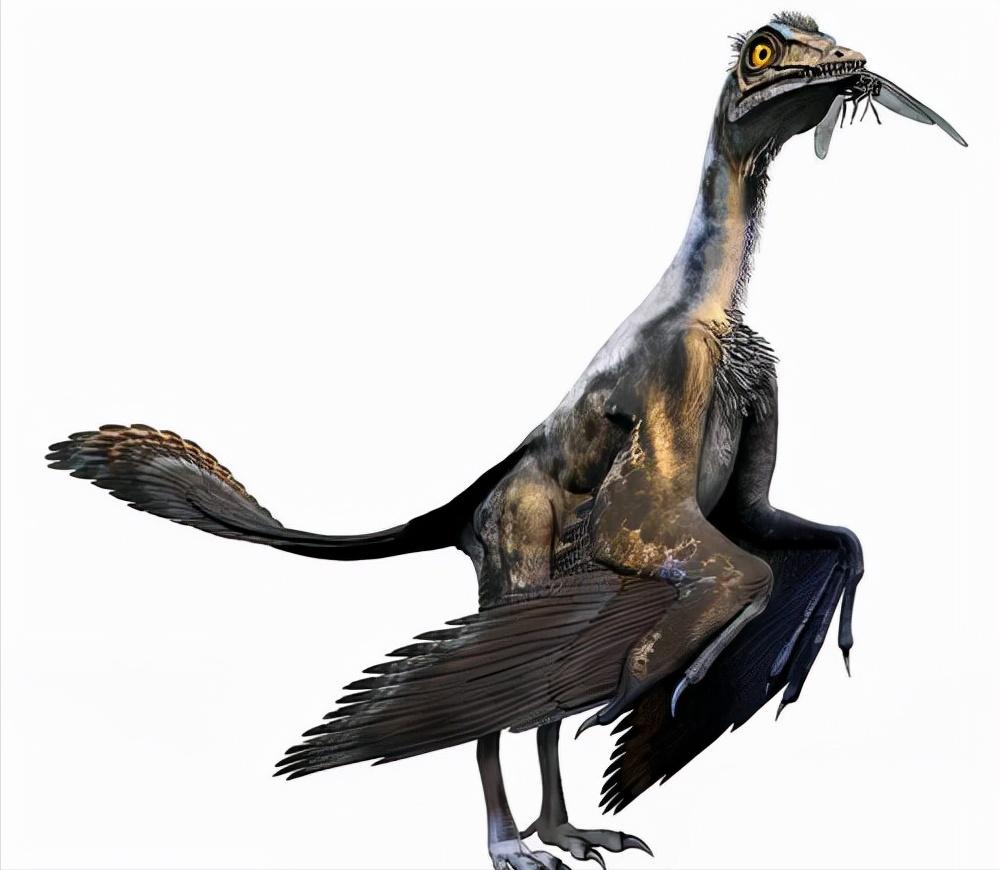 鸡的祖先是霸王龙？它为何每天都下蛋，细数鸡身上的“恐龙基因”