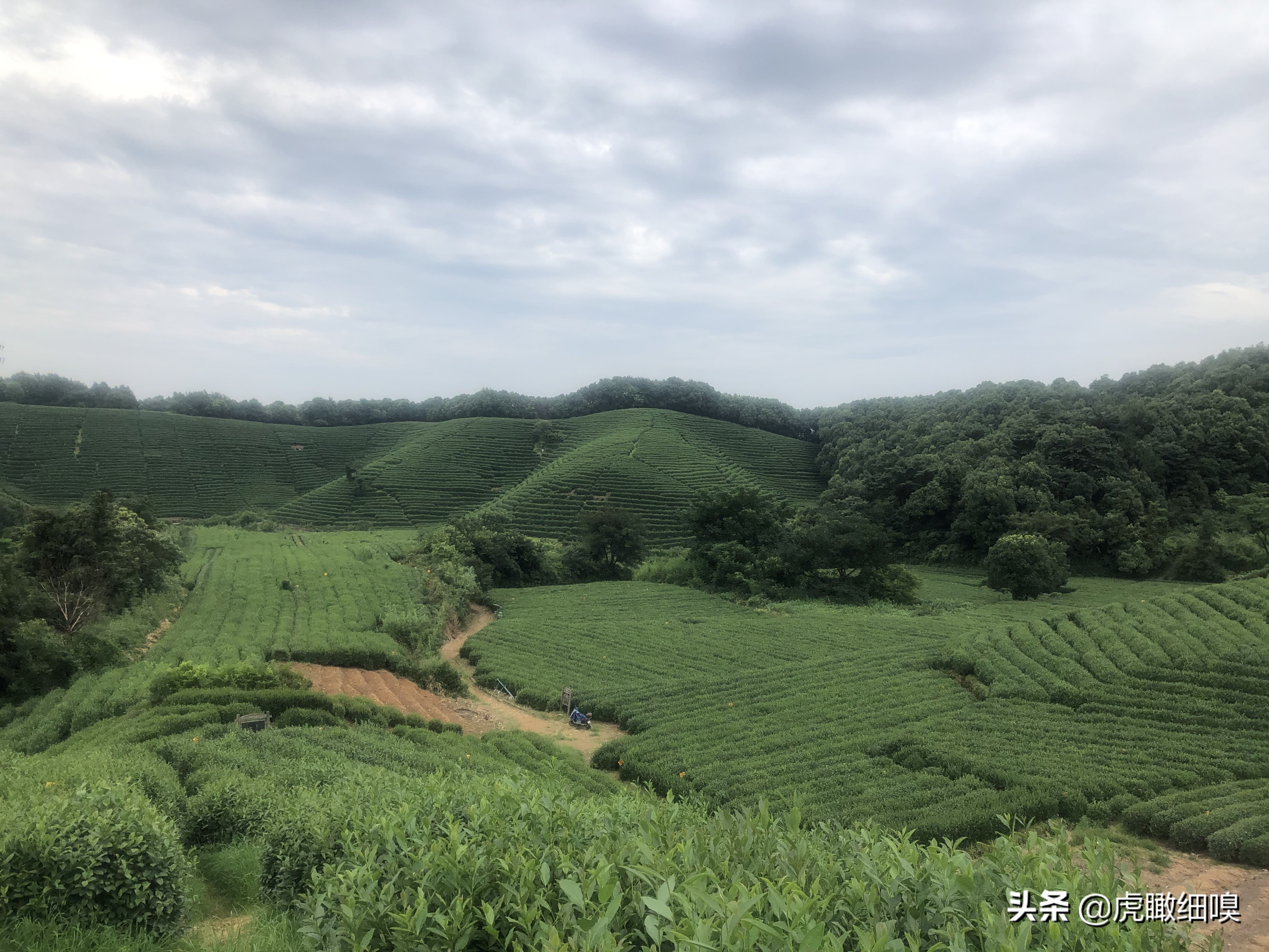 杭州最有名的茶旅,杭州盛产茶的地方有哪些
