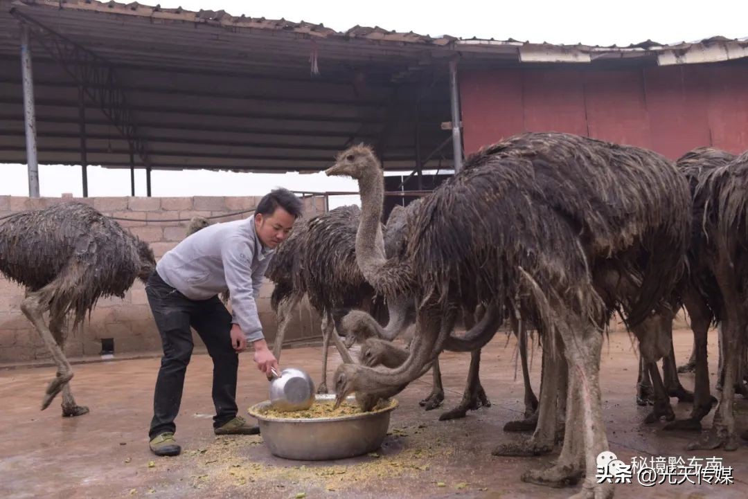 深山追逐创业梦特色养殖奔前程——记岑巩县龙统村养殖能手向朝武