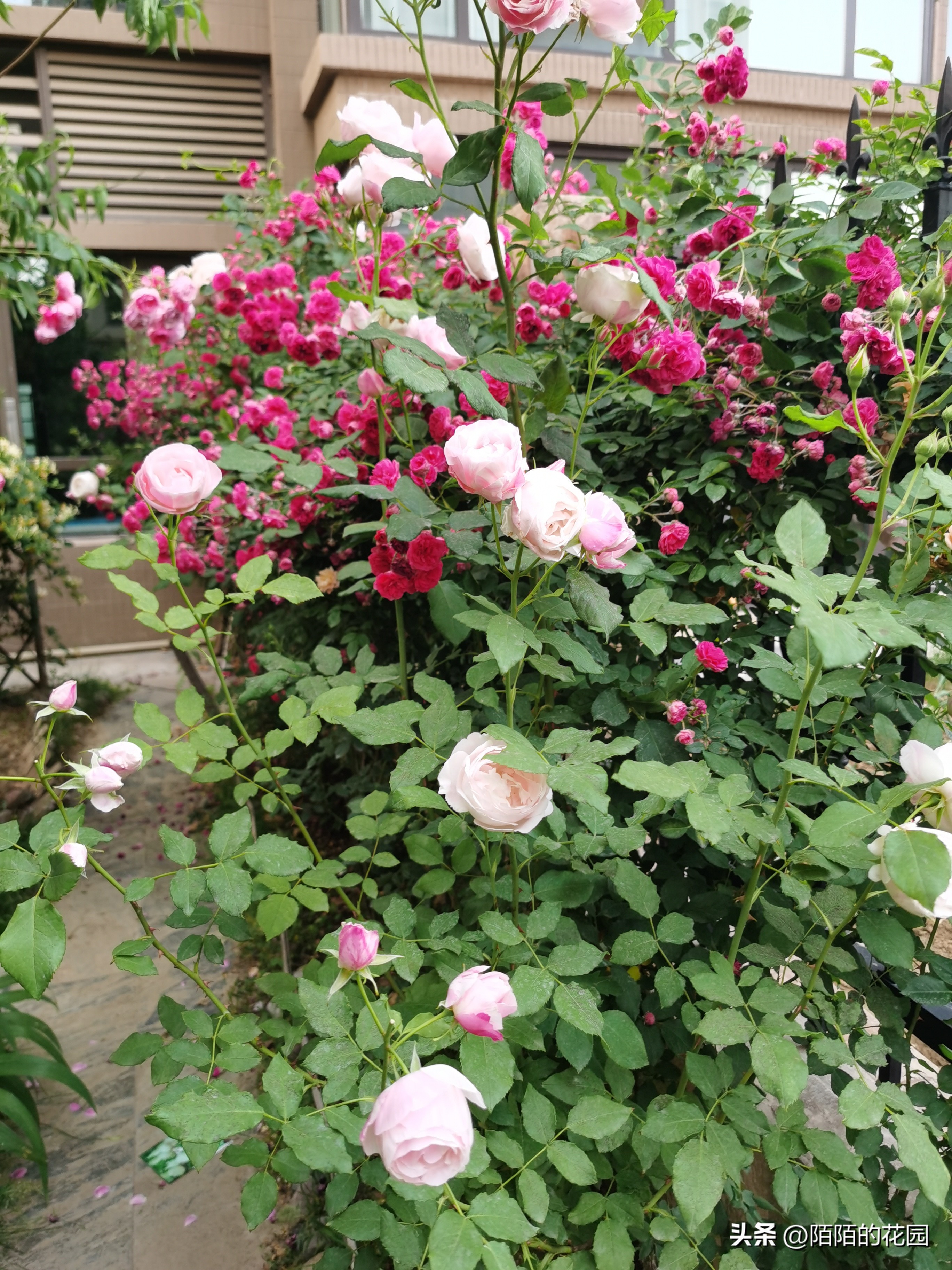 夏季浪漫月季怎么养殖,月季情书的养护