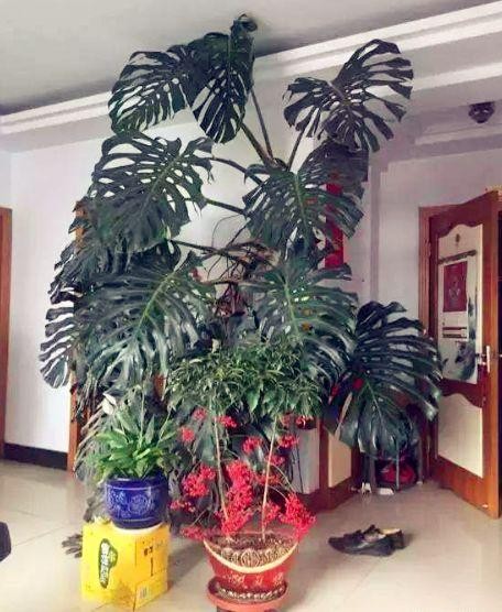 绿植客厅大摆件好养耐活吸甲醛,吸甲醛最好的植物排名好养