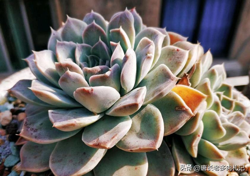 天天逛直播间买多肉，你搞清楚了伪群、散群和整桩有什么区别吗？