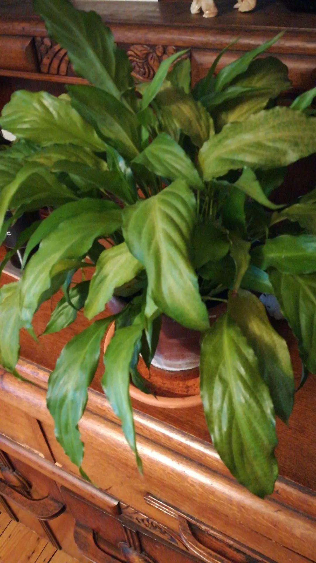 白掌花叶子发黄怎么办,白掌花叶子发黄怎么回事