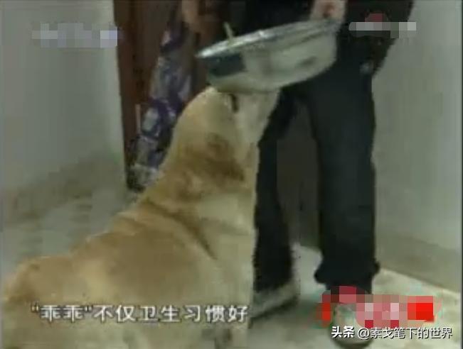 男子捡400只流浪狗,四川男子从路边捡来黑狗完整版