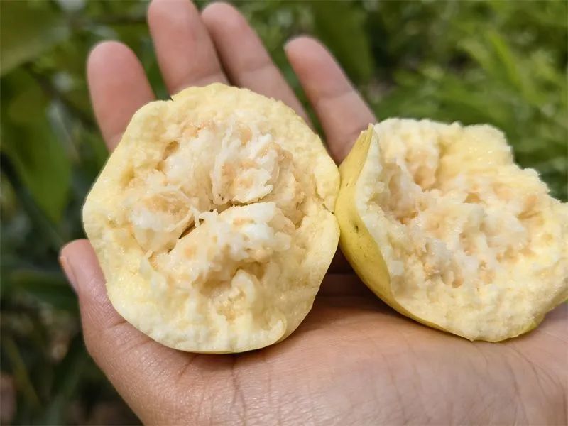 漫山遍野的野番石榴你吃过吗,小时候野生的番石榴