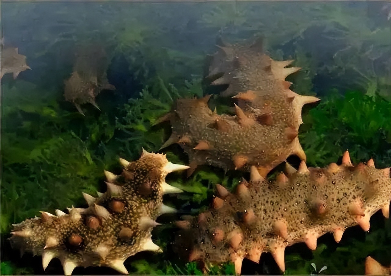 它历来被人们当作冬季进补的佳品,冬季滋补海参首选野生淡干海参