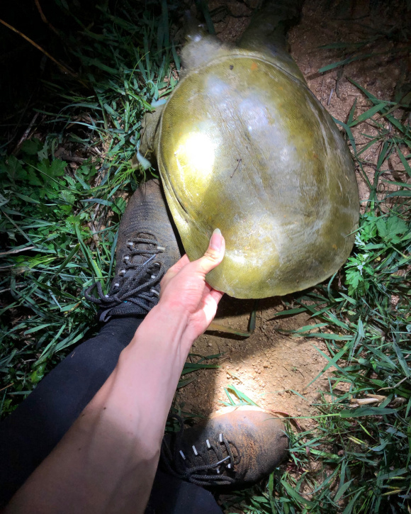 甲鱼应该怎么钓的小技巧,甲鱼生活习性及钓法图解