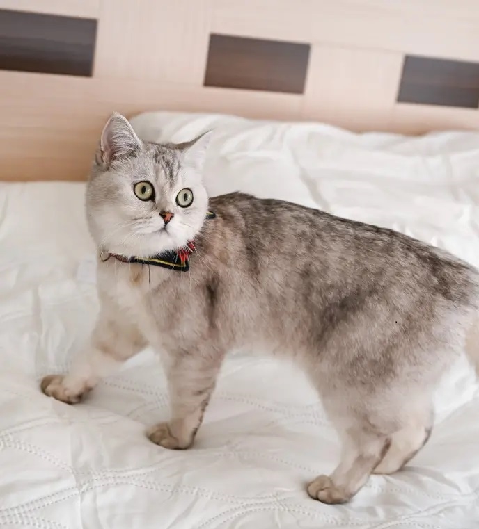 如何清洗蚕丝被上的猫尿,蚕丝被猫尿味怎么去除