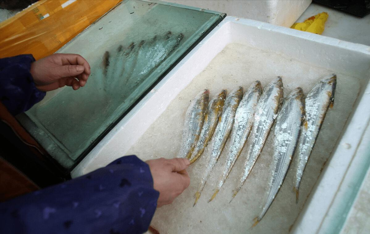 长江十年禁渔江豚动画,长江禁渔十年是为了江豚吗