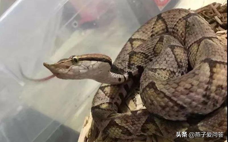 被五步蛇咬伤后能恢复吗,用五步蛇血治疗五步蛇咬伤