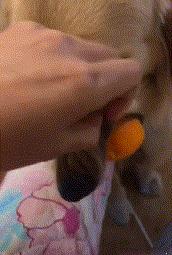 金毛嘴巴一直流白泡沫怎么办,金毛口水泡沫太多了什么原因