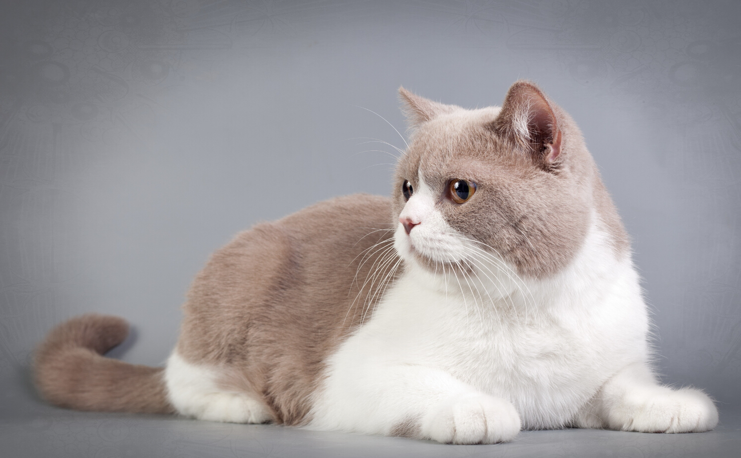 世界上最可爱的6种猫咪,世界上最可爱的三种猫咪