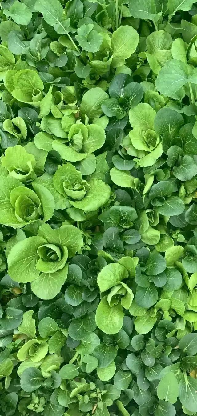 护眼壁纸动态壁纸高清全屏90帧,华为绿色养眼护眼壁纸