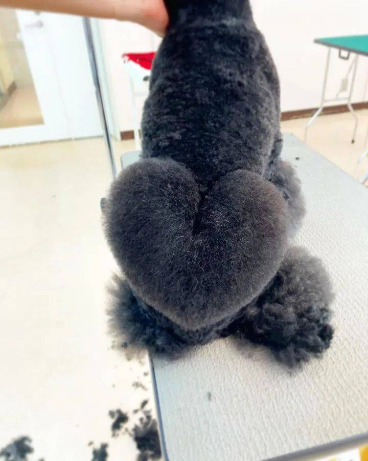 狗子剪出发射爱心的小屁屁