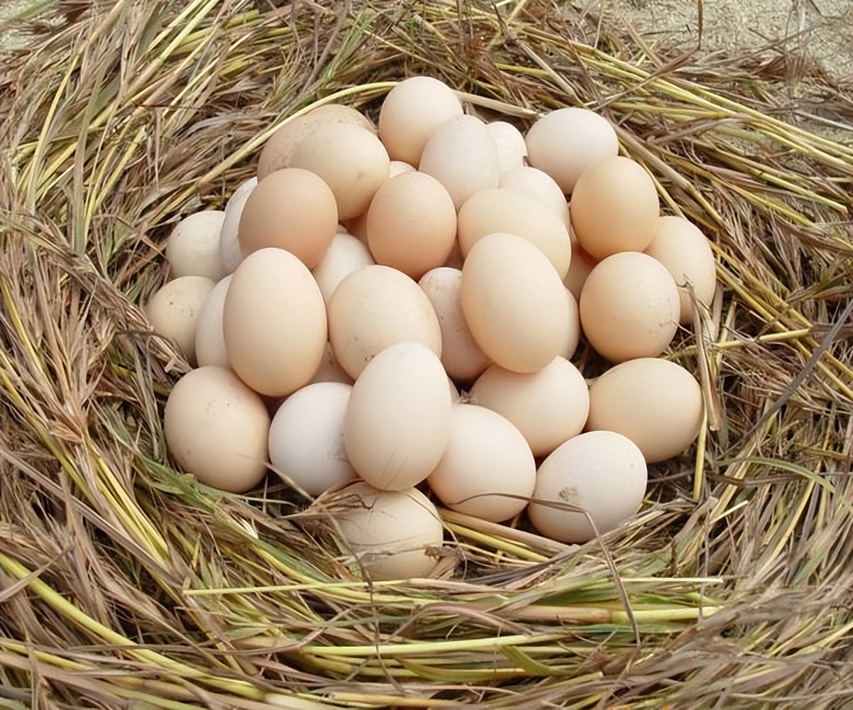经常吃开水冲鸡蛋对身体有啥害处,常喝开水冲鸡蛋有什么好处和坏处