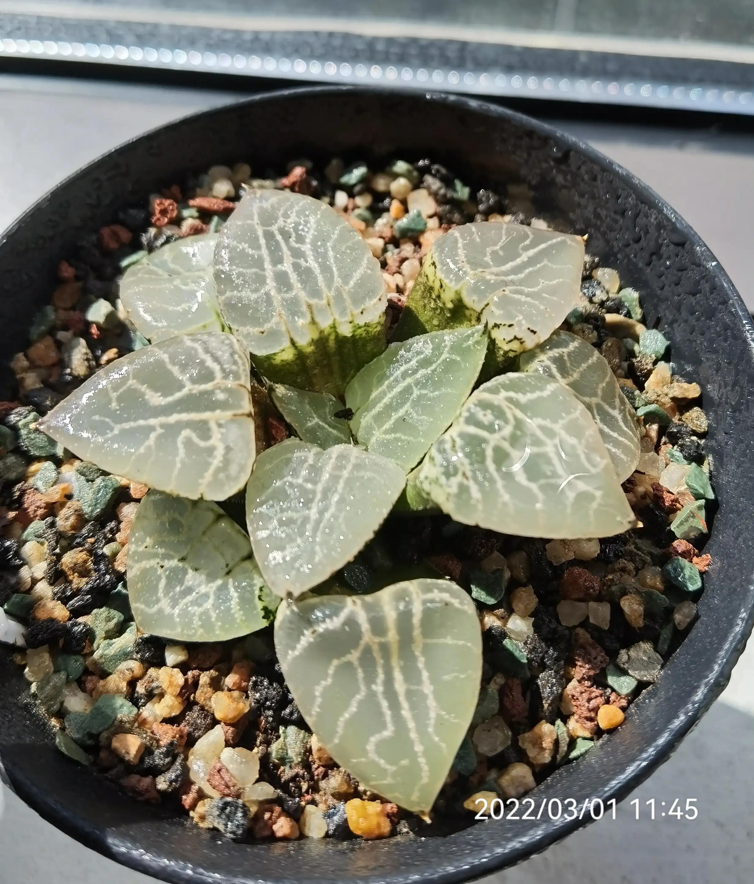 玉露种子怎么种,从种子开始种玉露