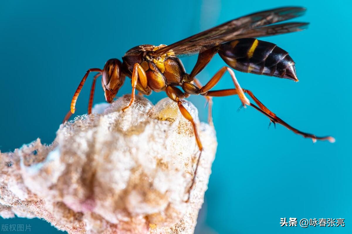 被蜈蚣咬了疼还是被蜜蜂蛰了疼,科普被蜈蚣咬了怎么处理