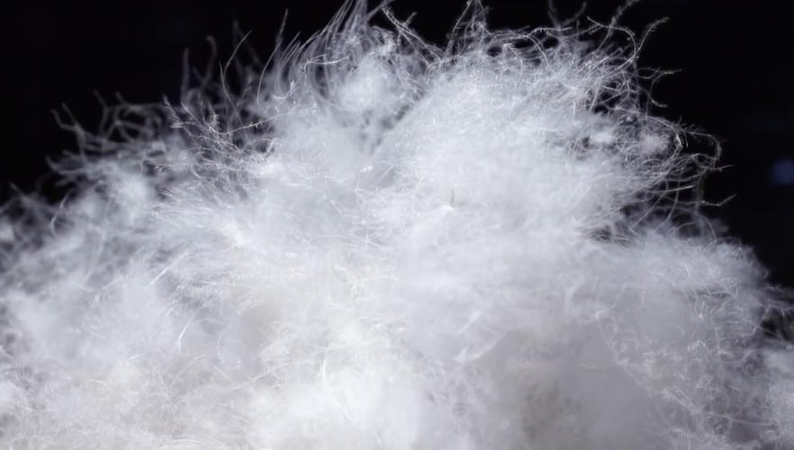 加拿大鹅处罚可能引发消费者维权,加拿大鹅处罚书为何获赞