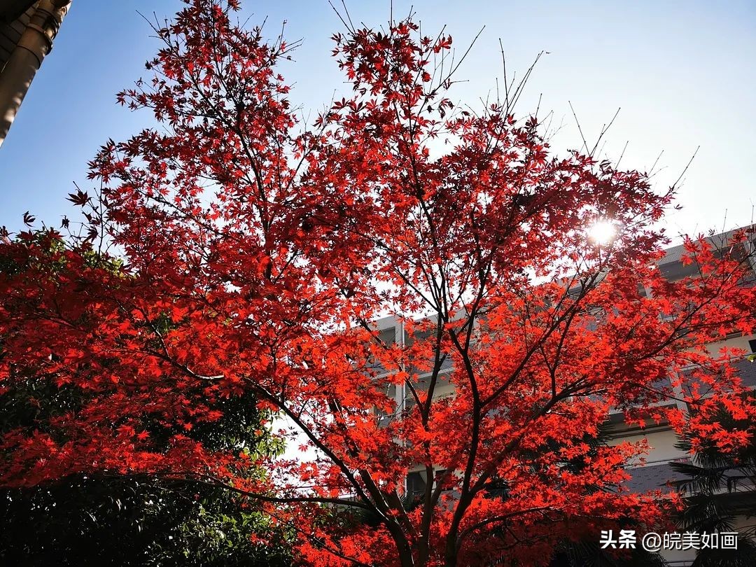 安徽大学好看的风景,高校最美秋景