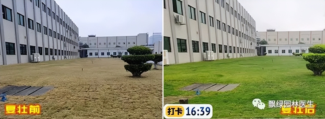 草坪发黄发枯是什么原因,草坪出现枯黄病怎么治理