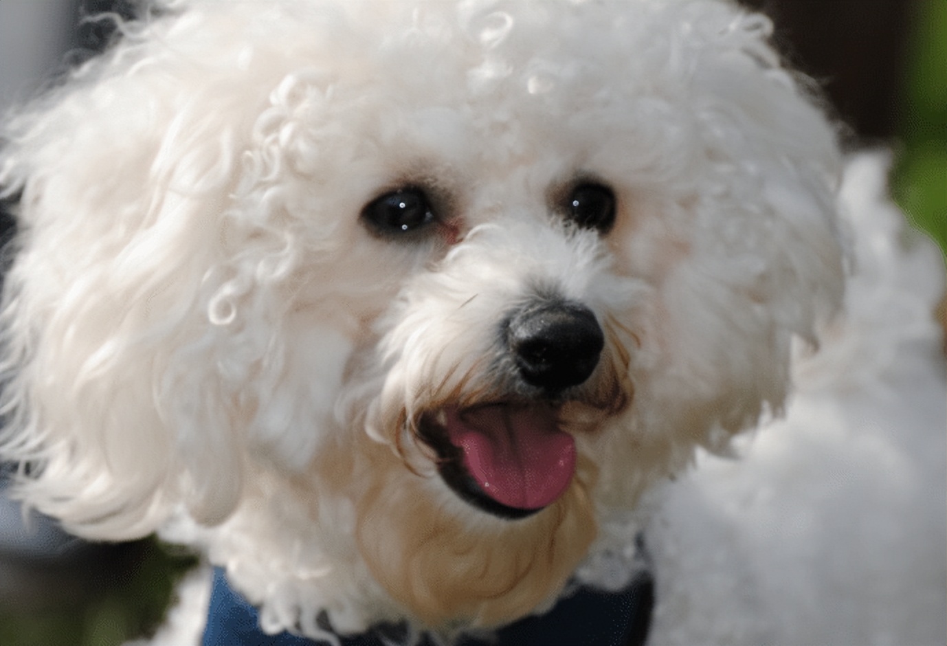 比熊睡觉做梦原因,比熊最怕的几件事