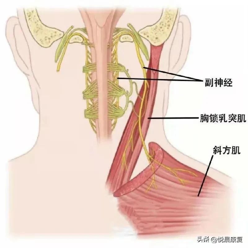 副神经的解剖功能,副神经解剖
