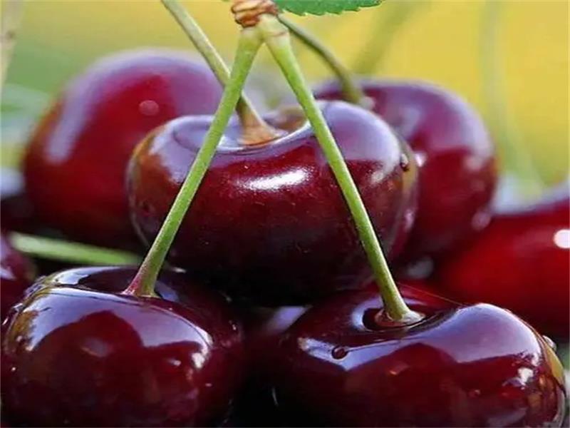 车厘子苗如何种才正确,车厘子苗适合种植地区