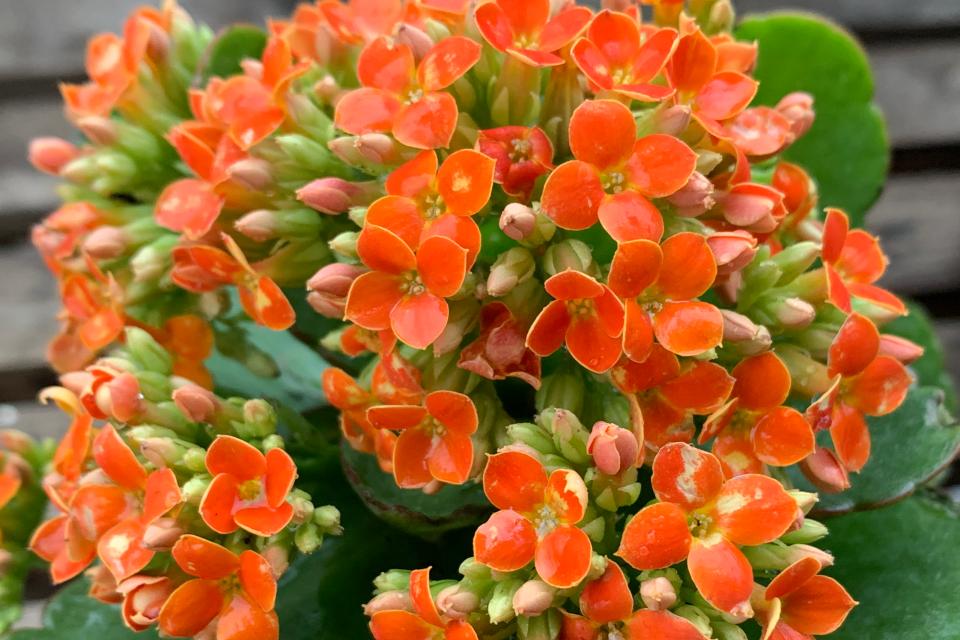 紫色蜜蜡玫瑰花,橙色飘花蜜蜡