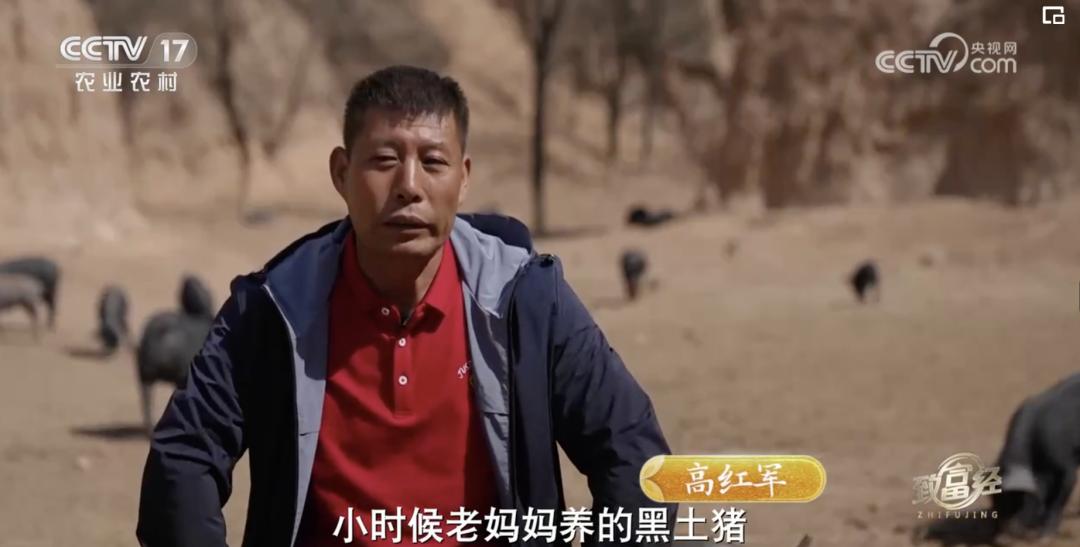 每头猪的利润是多少,黑猪散养一百头利润