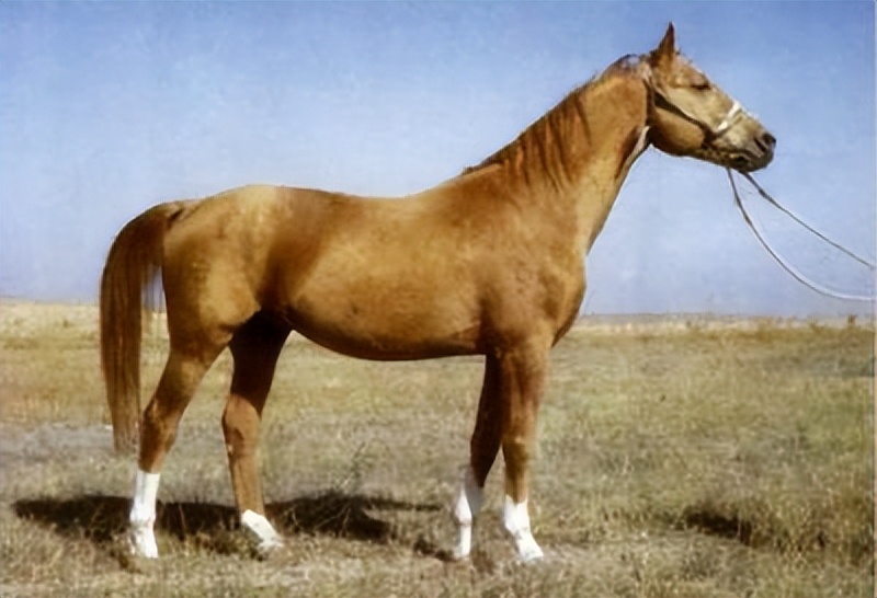 唐朝与回鹘的绢马贸易,唐朝的贸易