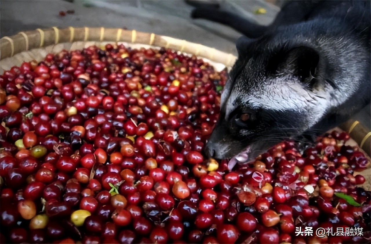 猫屎风味咖啡是真的猫屎咖啡吗,猫屎咖啡真是猫屎吗