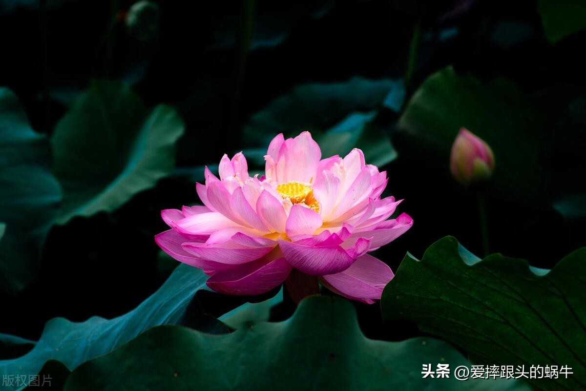 十二花神图谱完整版,工笔画十二花神欣赏