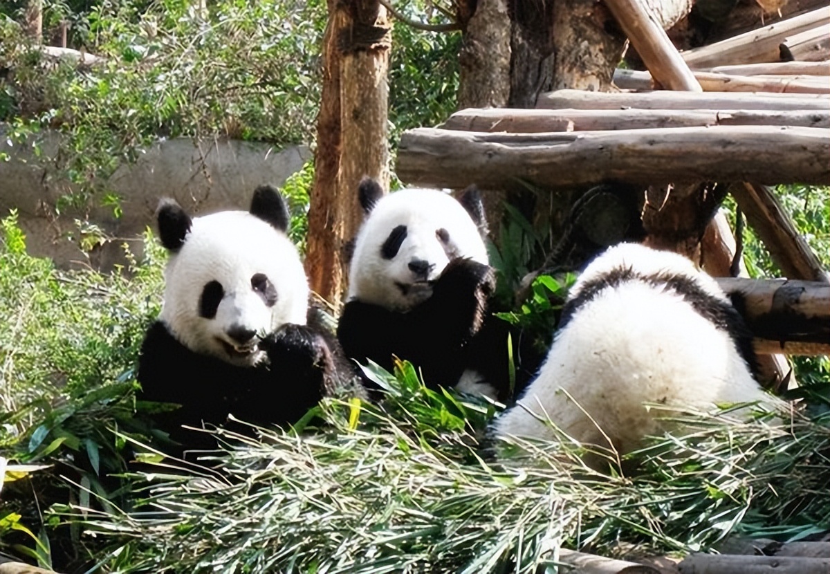 为什么加拿大养不起大熊猫,加拿大养不起熊猫