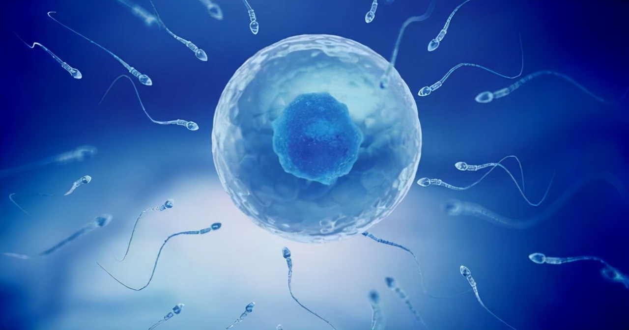 卵子也会偏爱一个男人吗,人类卵子对某些精子情有独钟