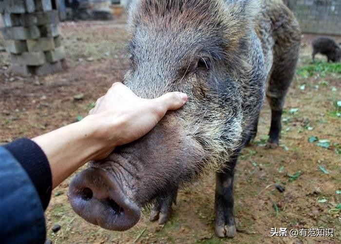韩媒:五花肉是中国人剽窃韩国人的,网友:猪的历史都比TA长